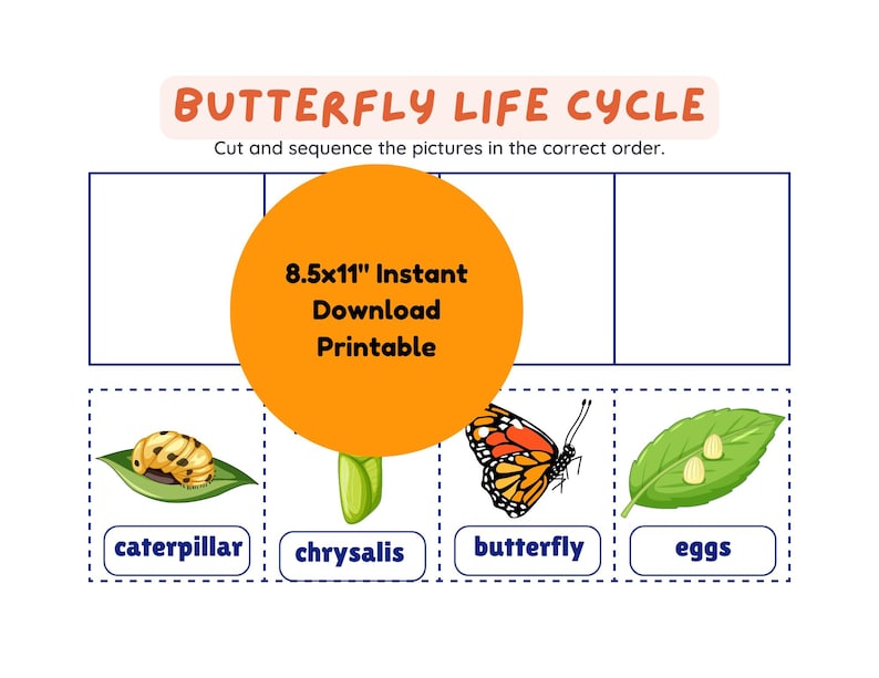 May include: A printable butterfly life cycle activity with four stages: eggs, caterpillar, chrysalis, and butterfly. The stages are illustrated with colorful cartoon images.