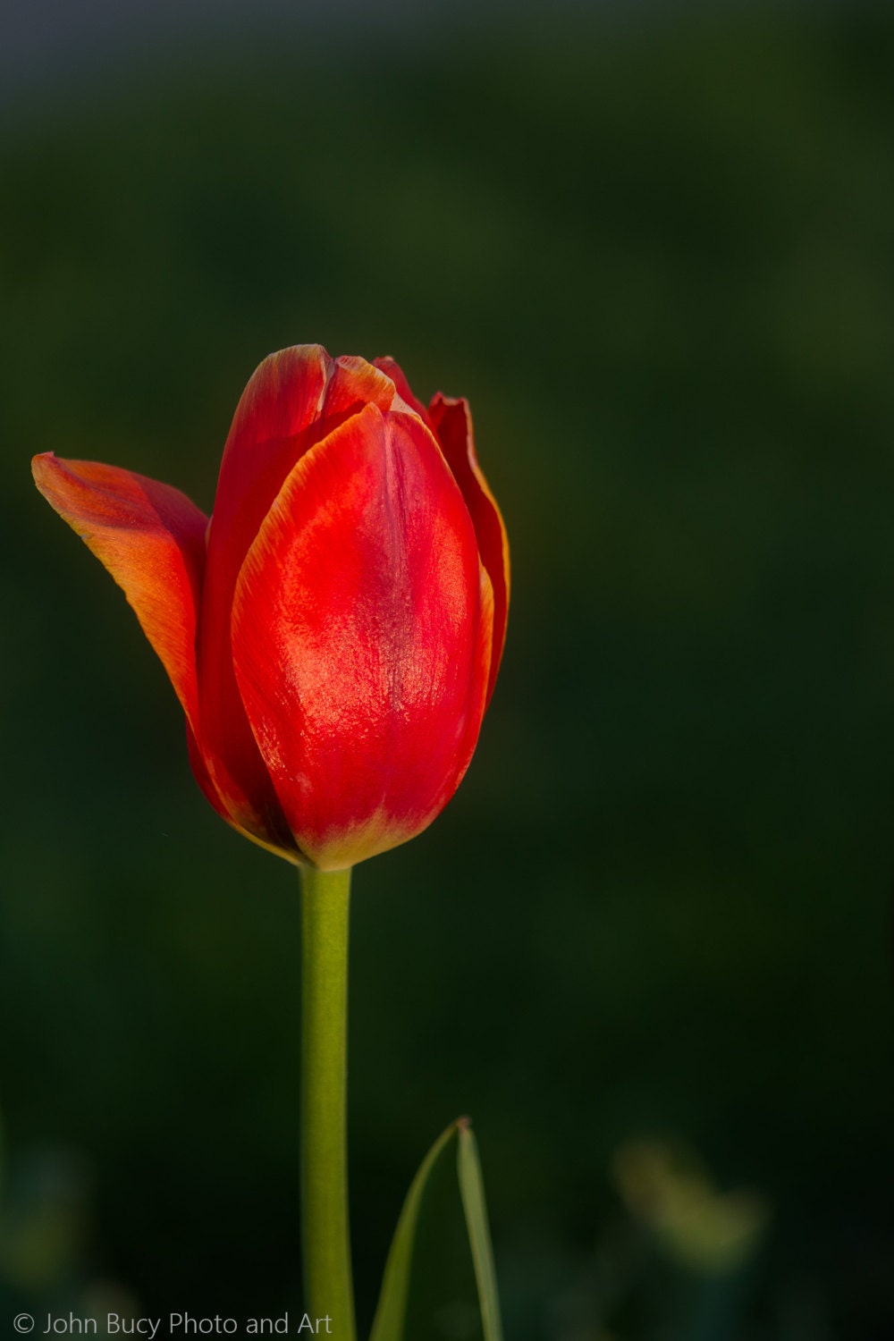 Lone Tulip Single Tulip One Tulip Flower Single Bokeh Wall Art Wall Decor Fine Art Home Decor