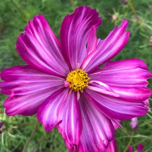 Cosmos Mix Seeds - Cosmos bipinnatus