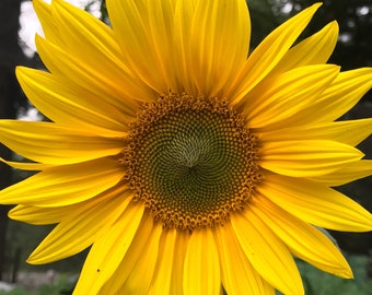 Sunflower Seeds - Helianthus annuus - Tall yellow sunflower mix