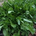 see more listings in the Perennial Vegetable Seed section