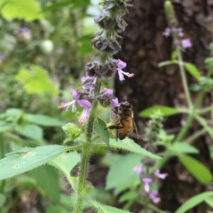 Holy Basil Seeds - Tulsi Seeds - Ocinum tenuiflorum - Rama Tulsi