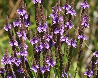 Blue Vervain Seeds - Verbena hastata - Medicinal Herb for Stress