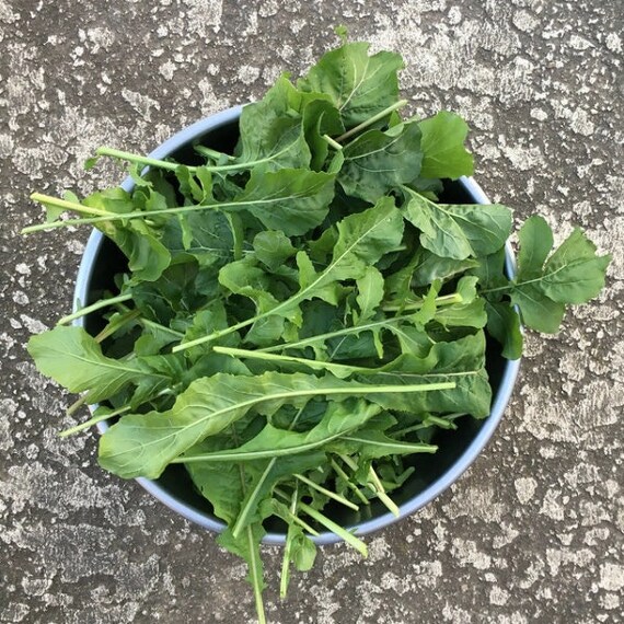 Roquette Arugula (Eruca vesicaria)