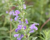 Moldavian Dragonhead Seeds - Dracocephalum moldavica - Lemony medicinal culinary herb, pollinator flower. Aka Moldavian Balm