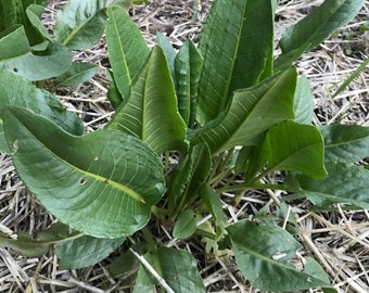 Garden Patience Seeds - Rumex patientia - Patience Dock