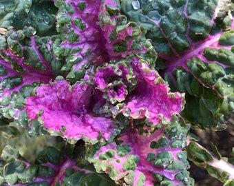 Perennial Kale Seeds - Homesteader's Kaleidoscopic Perennial Kale Grex - Brassica oleracea var. Ramosa