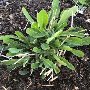 Perennial Sweet Lettuce Seeds Reichardia picroides Very Rare. AKA French Scorzonera image 3