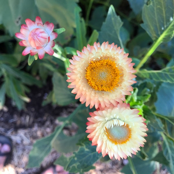 Strawflower Mix Seeds - Xerochrysum bracteatum