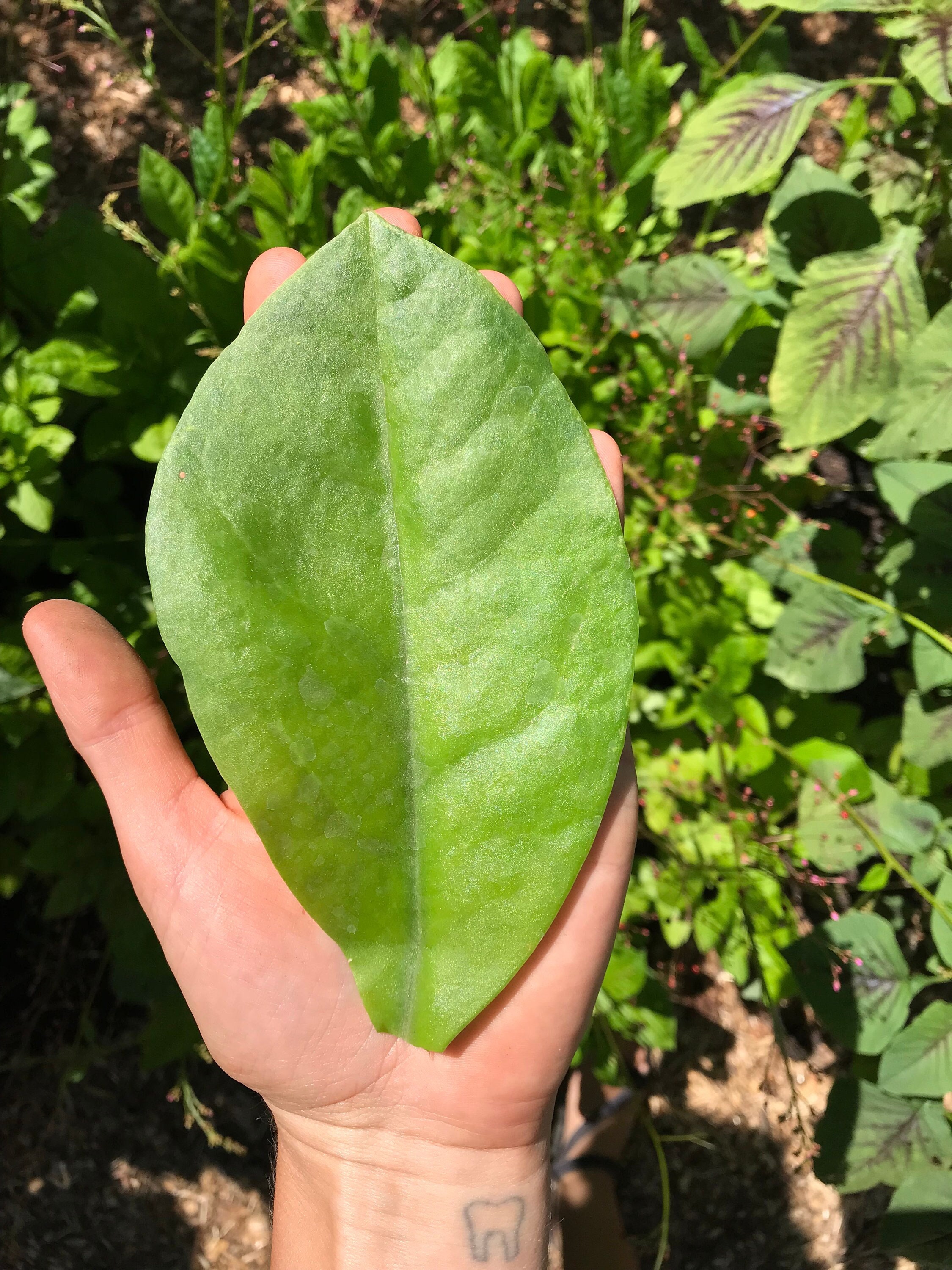 Edible-heat tolerant 30 seeds Talinum paniculatum Jewels of Opar Edible-heat tolerant 30 seeds Talinum paniculatum Jewels of Opar