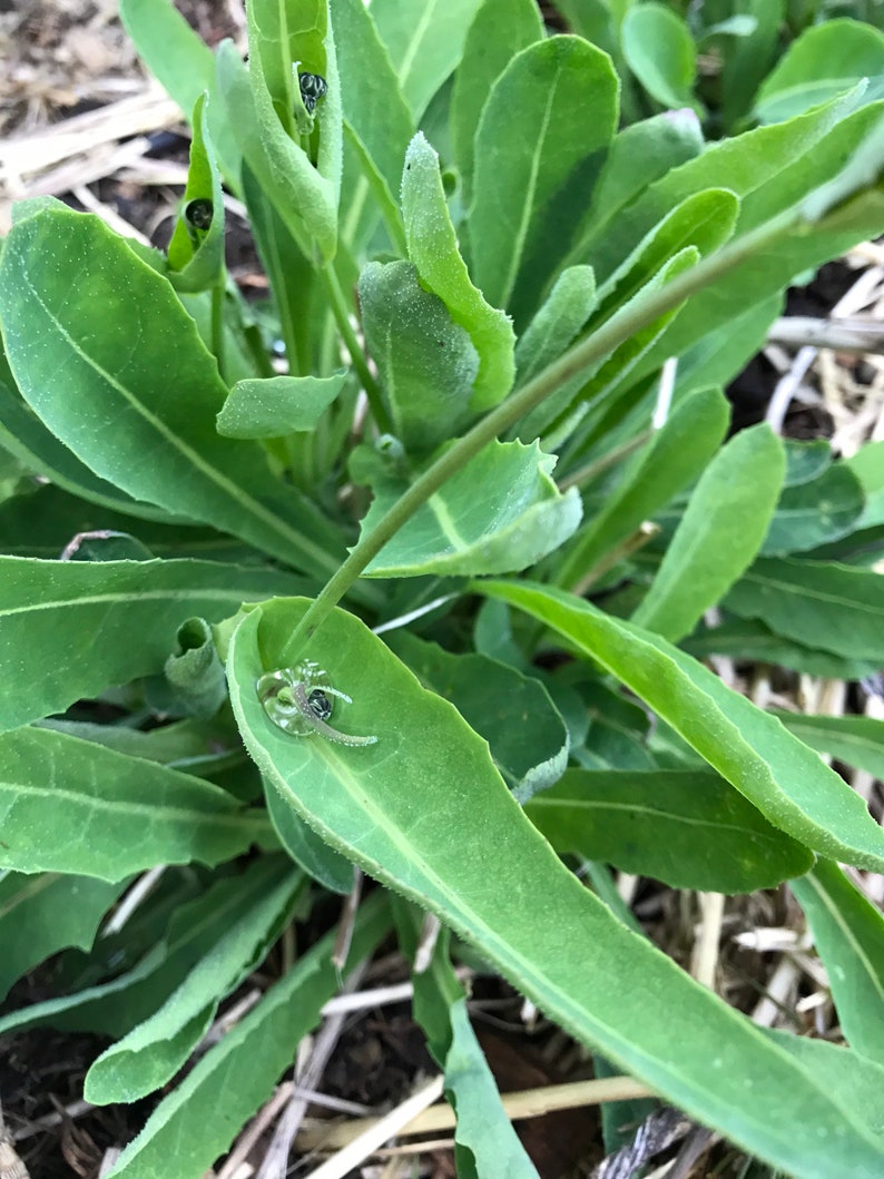 Perennial Sweet Lettuce Seeds Reichardia picroides Very Rare. AKA French Scorzonera image 4