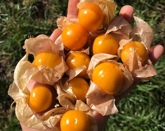 Giant Cape Gooseberry Mix Seeds - Physalis peruviana - Inca Berry - Goldenberry - Northern Pineapple