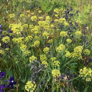 May include: A field of green grass with yellow flowers and purple flowers.