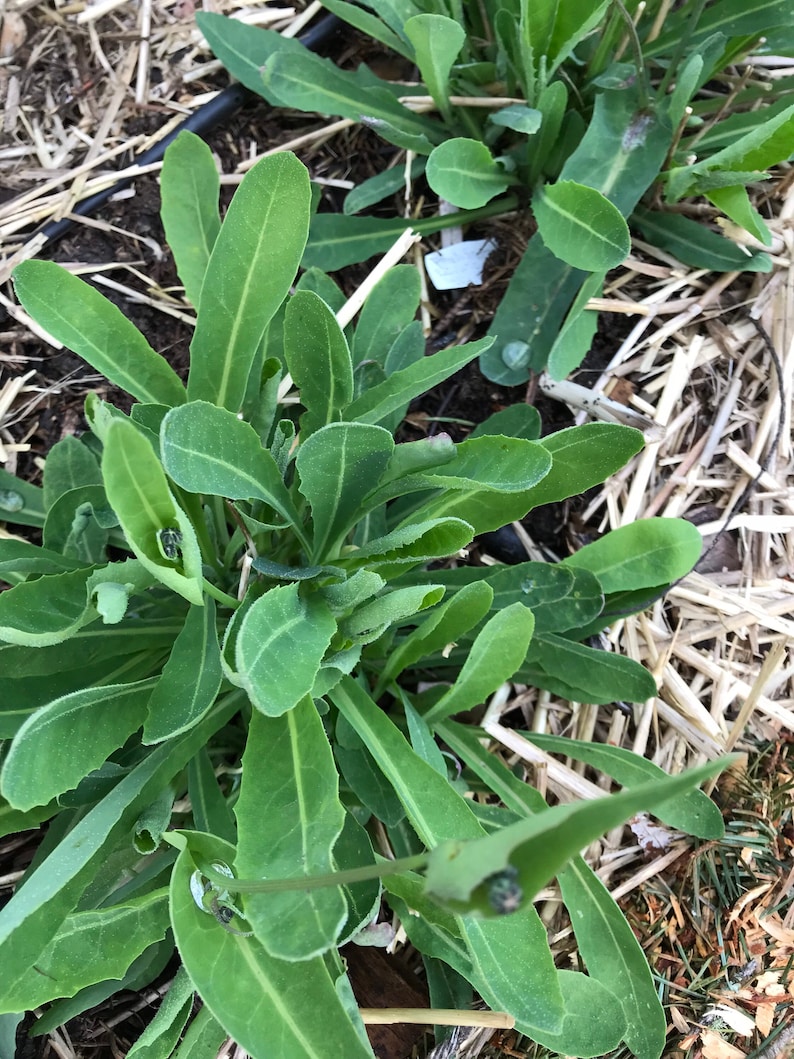 Perennial Sweet Lettuce Seeds Reichardia picroides Very Rare. AKA French Scorzonera image 1