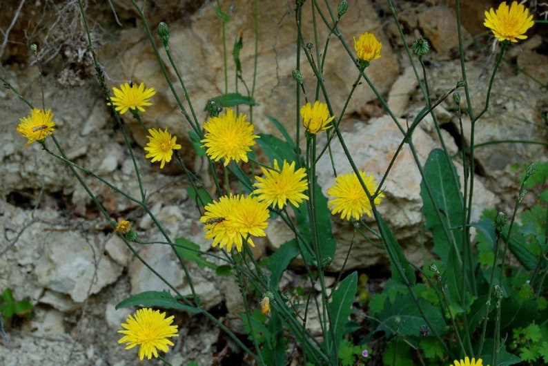 French Scorzonera Seeds - Reichardia picroides