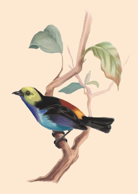 Oiseaux Botanique Nature Dessin Arbre Feuille Nature 5 X 7