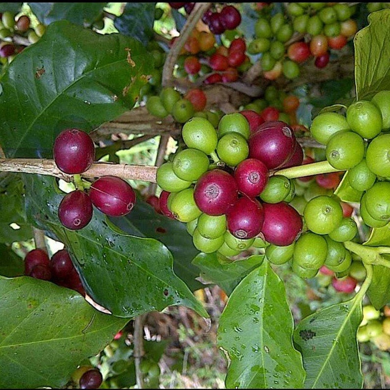 Wallenford Peaberry Jamaican Blue Mountain Coffee Beans Etsy