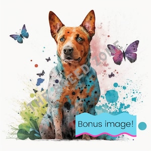 Australijski pies pasterski akwarela cyfrowa sztuka, Heeler Clipart, pies sztuka ścienna, obraz PNG
