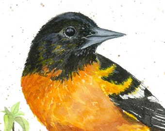 Baltimore Oriole Print