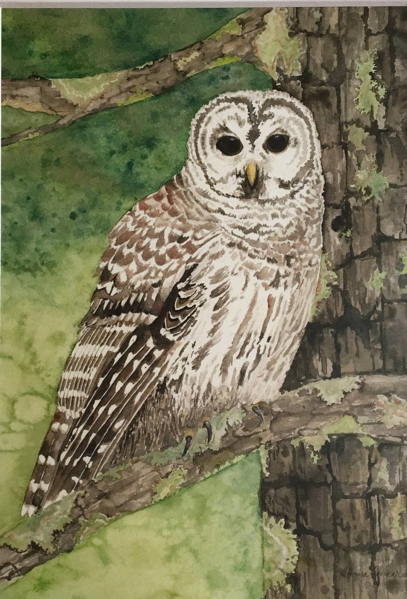 Barred Owl Watercolor Card, Birdwatcher Gift