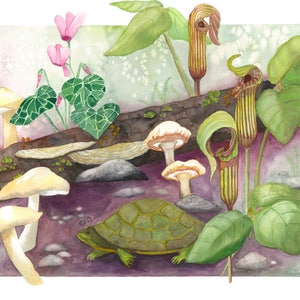 Woodland Fantasy I, Audubon, tortoise, turtle, jack-in-the-pulpit, cyclamen, salamander, woodland, fauna, mushrooms, lichen