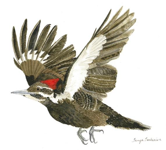 Woodland woodpecker shop shoes