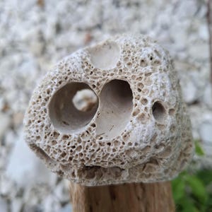 Op de afbeelding: Een poreuze, gebroken witte steen met grote, afgeronde gaten en een textuur. De steen wordt getoond op een stuk drijfhout, wat de unieke, natuurlijke formatie benadrukt. Het oppervlak is bedekt met kleine, onregelmatige gaten.