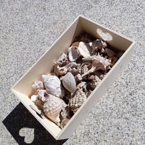 Discover the Adriatic 1 lb Bulk Beach Shells, Handpicked from the Sea, Perfect Croatian Souvenir image 6