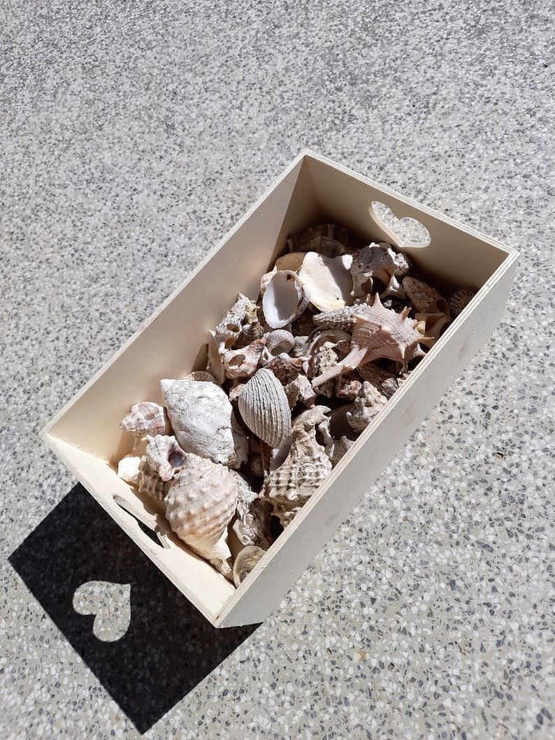 Discover the Adriatic 1 lb Bulk Beach Shells, Handpicked from the Sea, Perfect Croatian Souvenir image 6