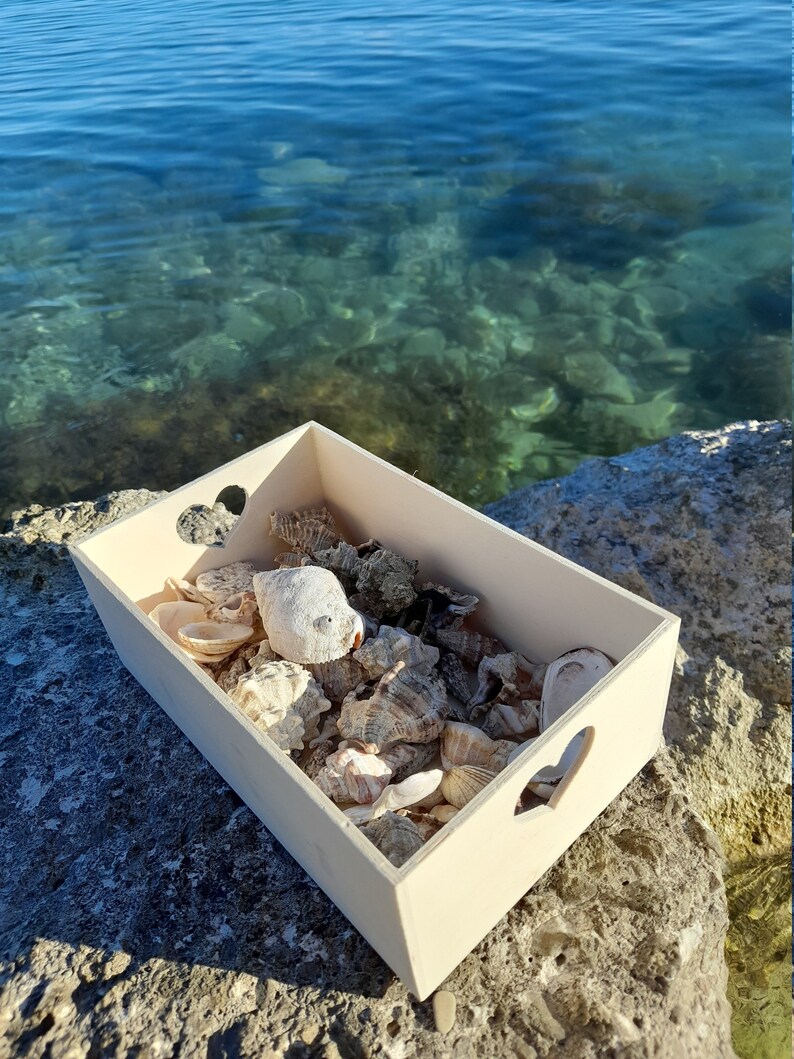 Discover the Adriatic 1 lb Bulk Beach Shells, Handpicked from the Sea, Perfect Croatian Souvenir image 1