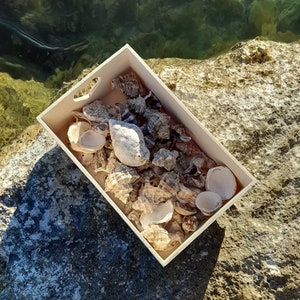 Discover the Adriatic 1 lb Bulk Beach Shells, Handpicked from the Sea, Perfect Croatian Souvenir image 4