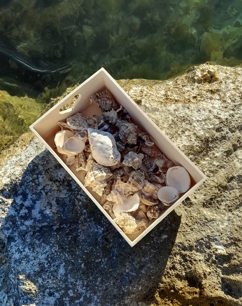 Discover the Adriatic 1 lb Bulk Beach Shells, Handpicked from the Sea, Perfect Croatian Souvenir image 4