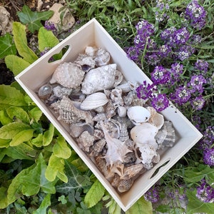 Discover the Adriatic 1 lb Bulk Beach Shells, Handpicked from the Sea, Perfect Croatian Souvenir image 5