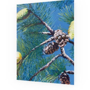 May include: Close-up of a pine tree branch with several brown pine cones and green needles against a bright blue sky.
