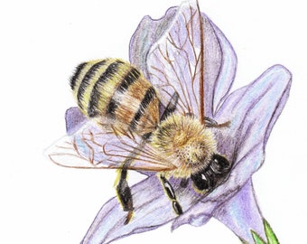 Original Print greeting cards, bee blank cards, Honey bee on vinca
