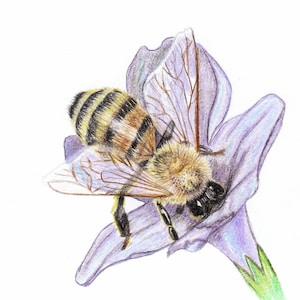 Original Print greeting cards, bee blank cards, Honey bee on vinca