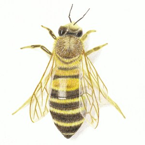 Original Print greeting cards, bee blank cards, Honey bee