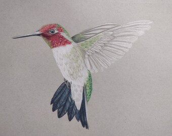 Ruby Throated Hummingbird - Original Art - Print - greeting cards, Hummingbird art