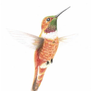 Flying Rufous -Original- Print greeting cards, Bird blank cards, Rufous Hummingbird