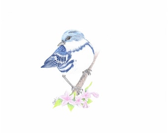 May include: A blue and white bird with a black stripe on its eye perched on a branch with pink flowers. The bird is a Peruvian Warbler.
