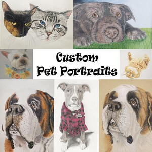 Custom Pet Portraits, Color Pencil Portrait, memorial portrait