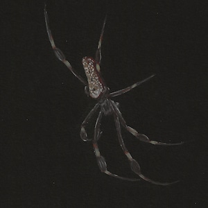 Red Legged Golden Orb Weaver - Original- Prints - greeting cards - spider art