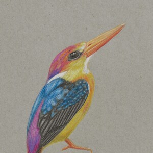 Ruby Kingfisher - Original Art - Print - greeting cards, Kingfisher art