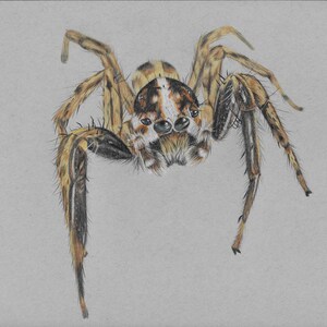 Rupert - Original- Prints - greeting cards - spider art