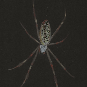 Red Legged Golden Orb Weaver 2 - Original- Prints - greeting cards - spider art