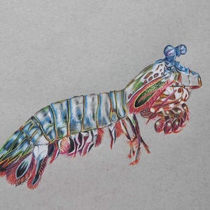 May include: A detailed colored pencil drawing of a mantis shrimp. The crustacean is depicted with a segmented body in shades of blue, white, red, and green, set against a gray background. The shrimp's eyes are prominent.