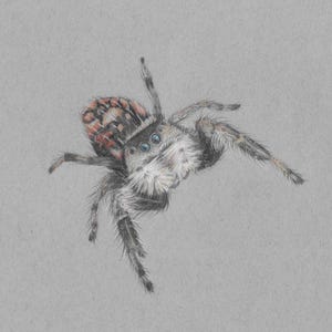 Clarice, Jumping Spider - Original- Prints - greeting cards - spider art