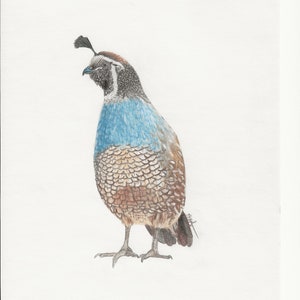 Quail - Original Art - Print - greeting cards, Quail art