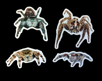 Pegatinas araña saltarina