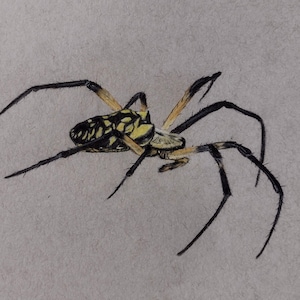 Red Legged Golden Orb Weaver 3 - Original- Prints - greeting cards - spider art